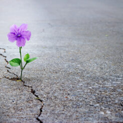 purple flower in pavement